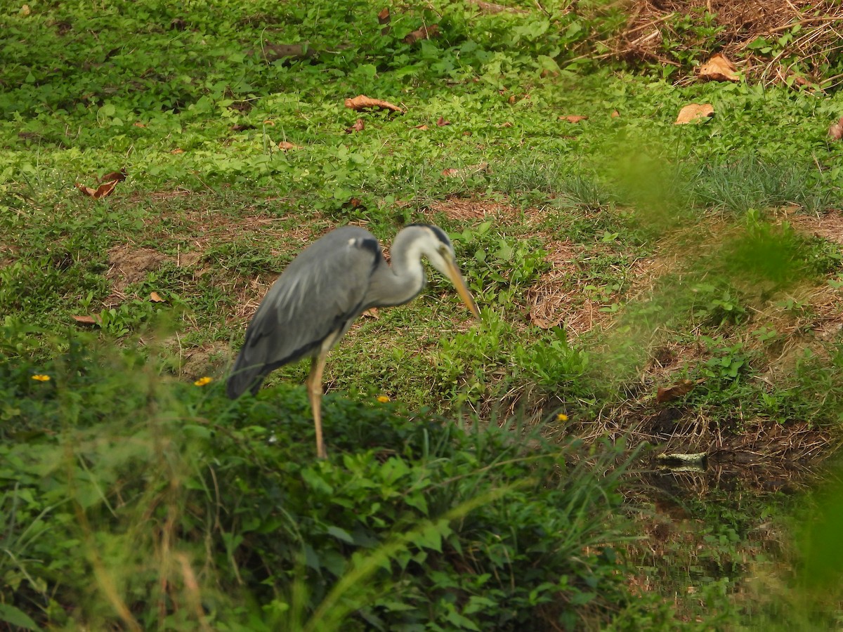 Gray Heron - ML650566919