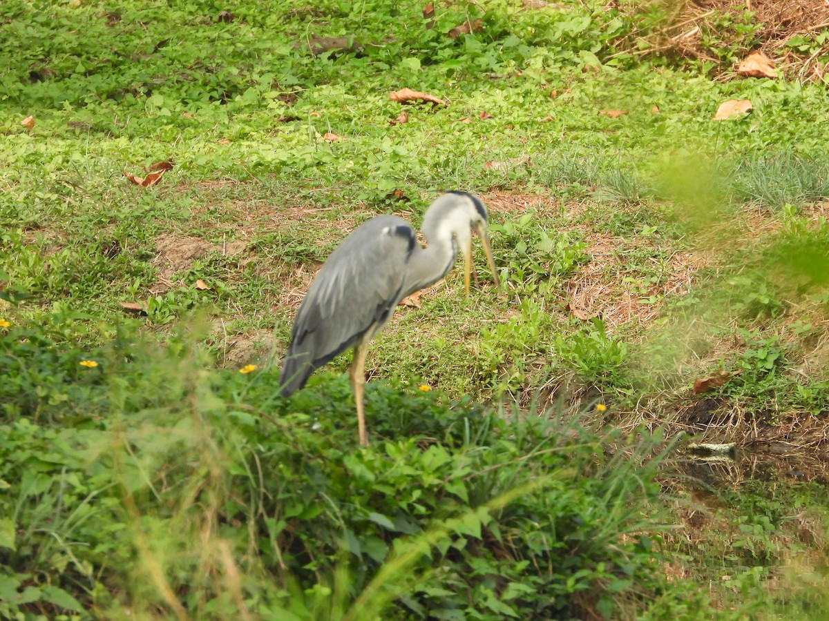 Gray Heron - ML650566920