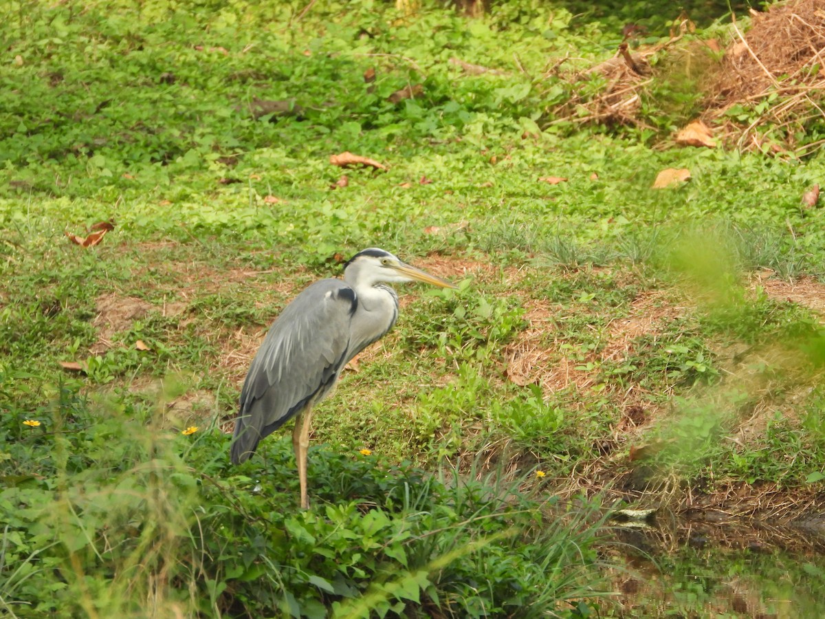 Gray Heron - ML650566921