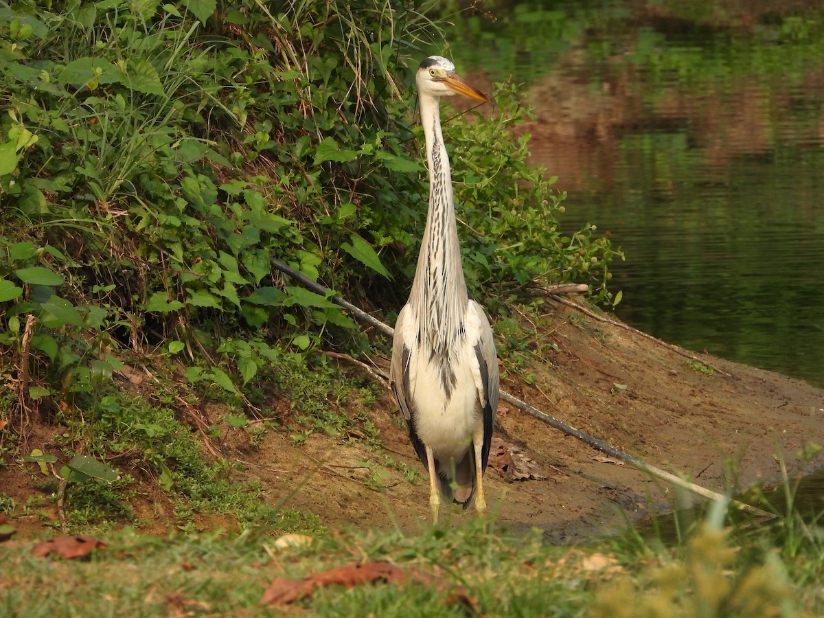 Gray Heron - ML650566935