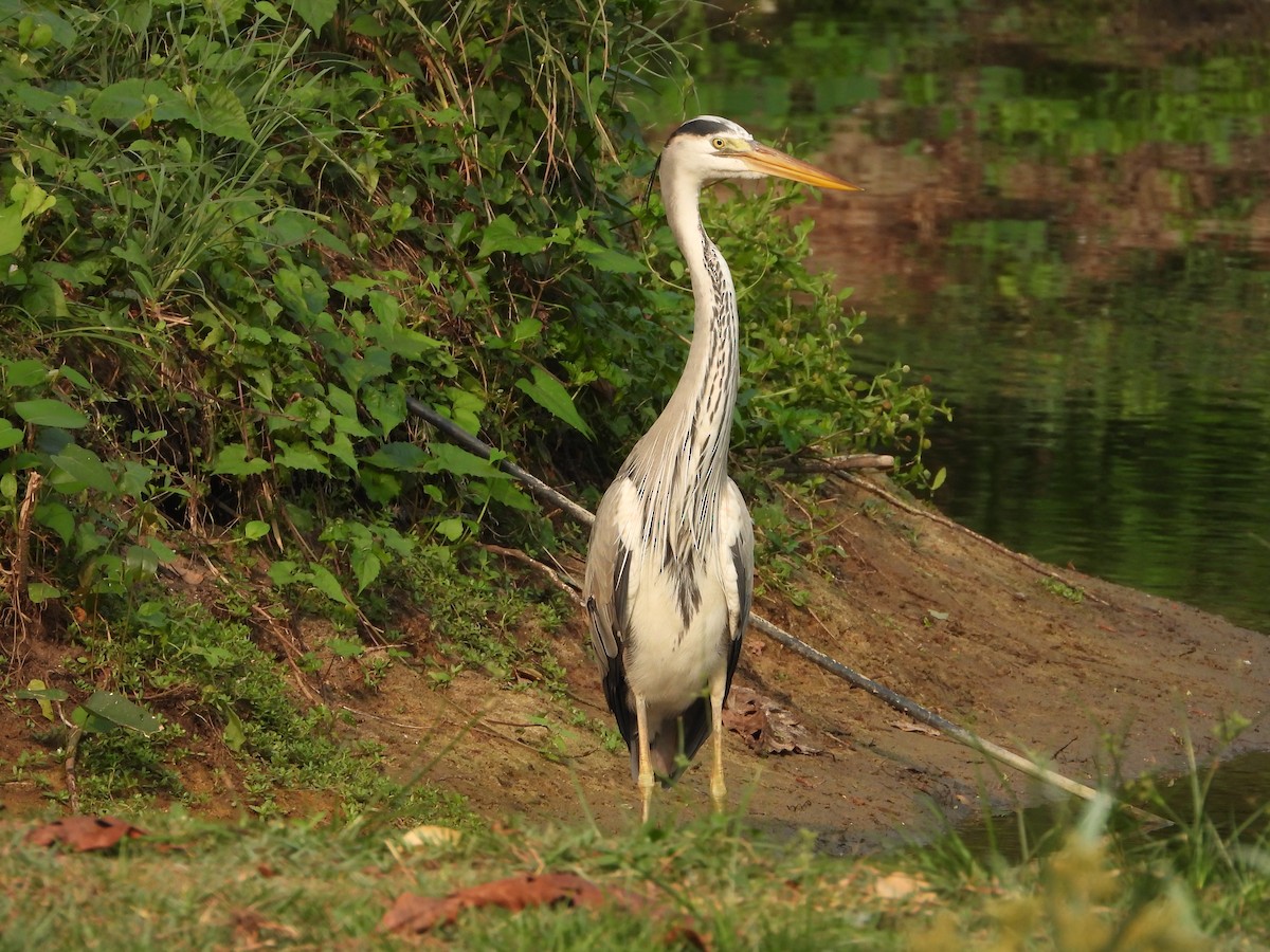 Gray Heron - ML650566936