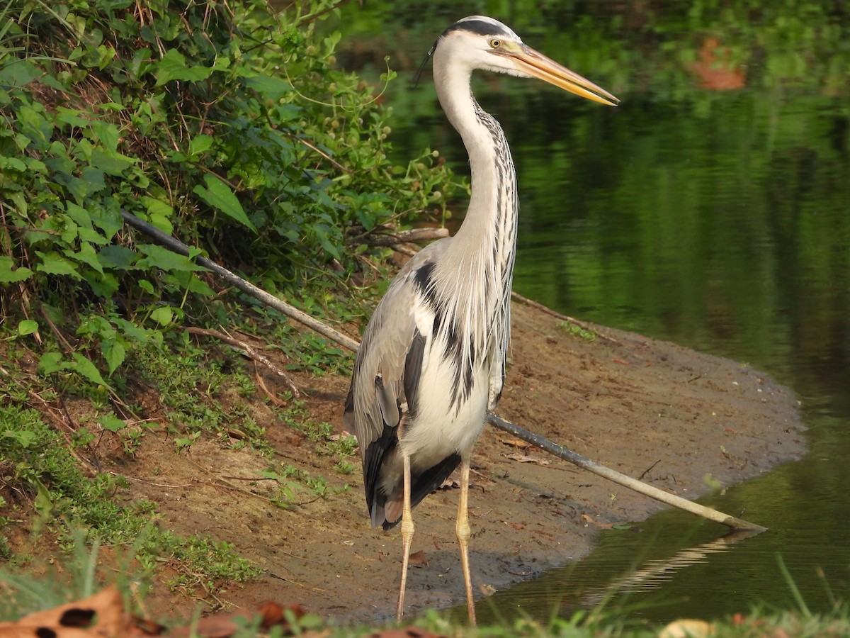 Gray Heron - ML650566959