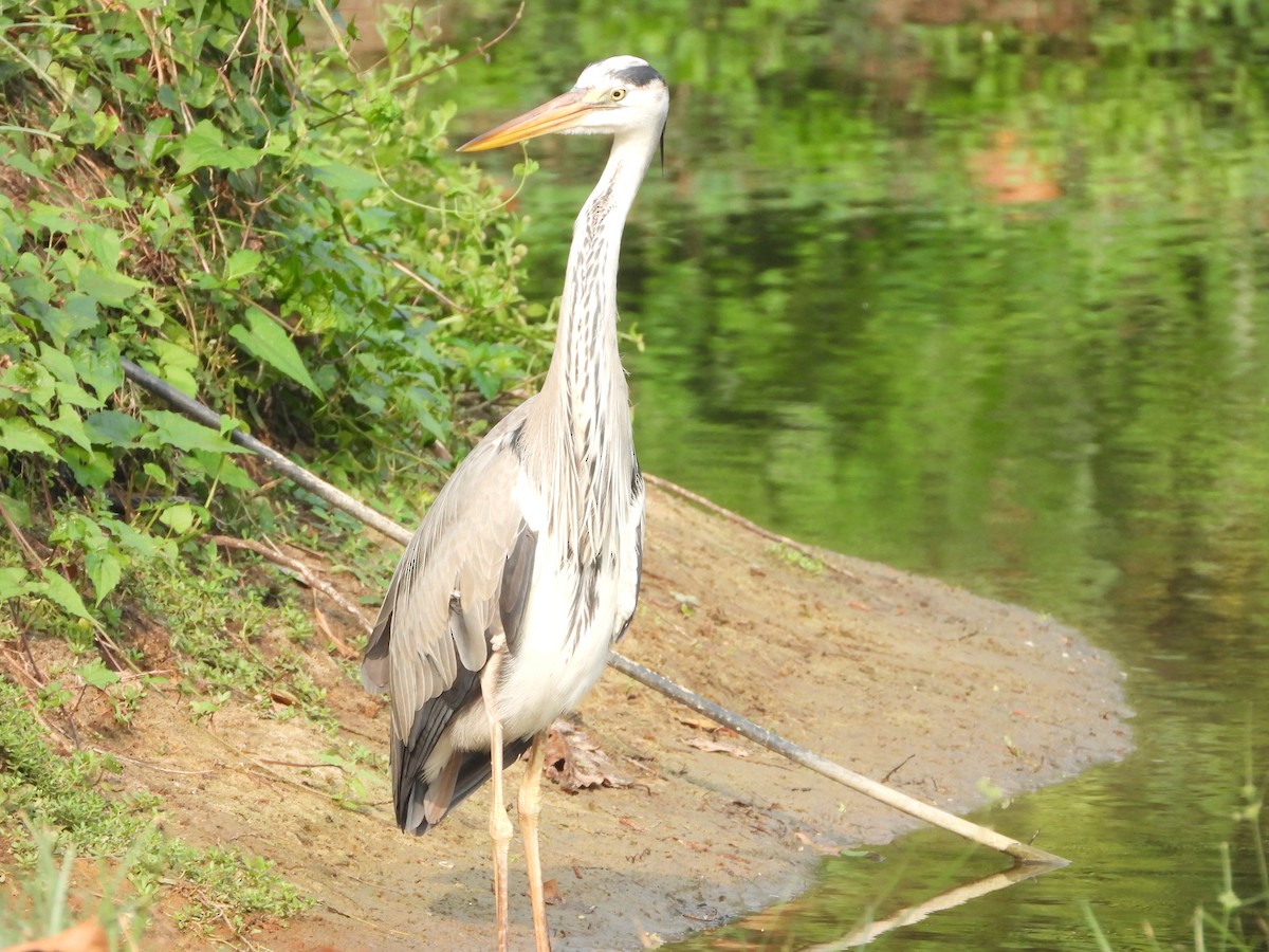 Gray Heron - ML650566960