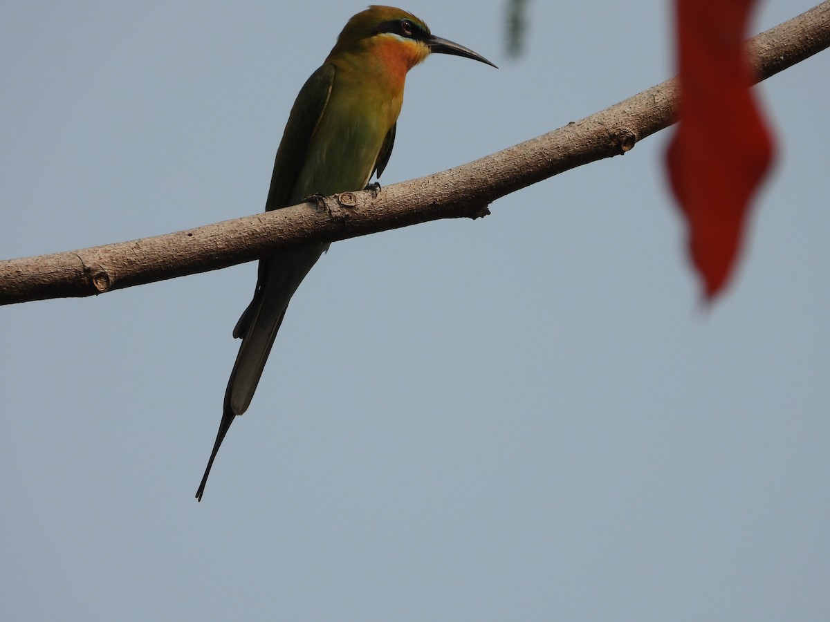 Blue-tailed Bee-eater - ML650566978