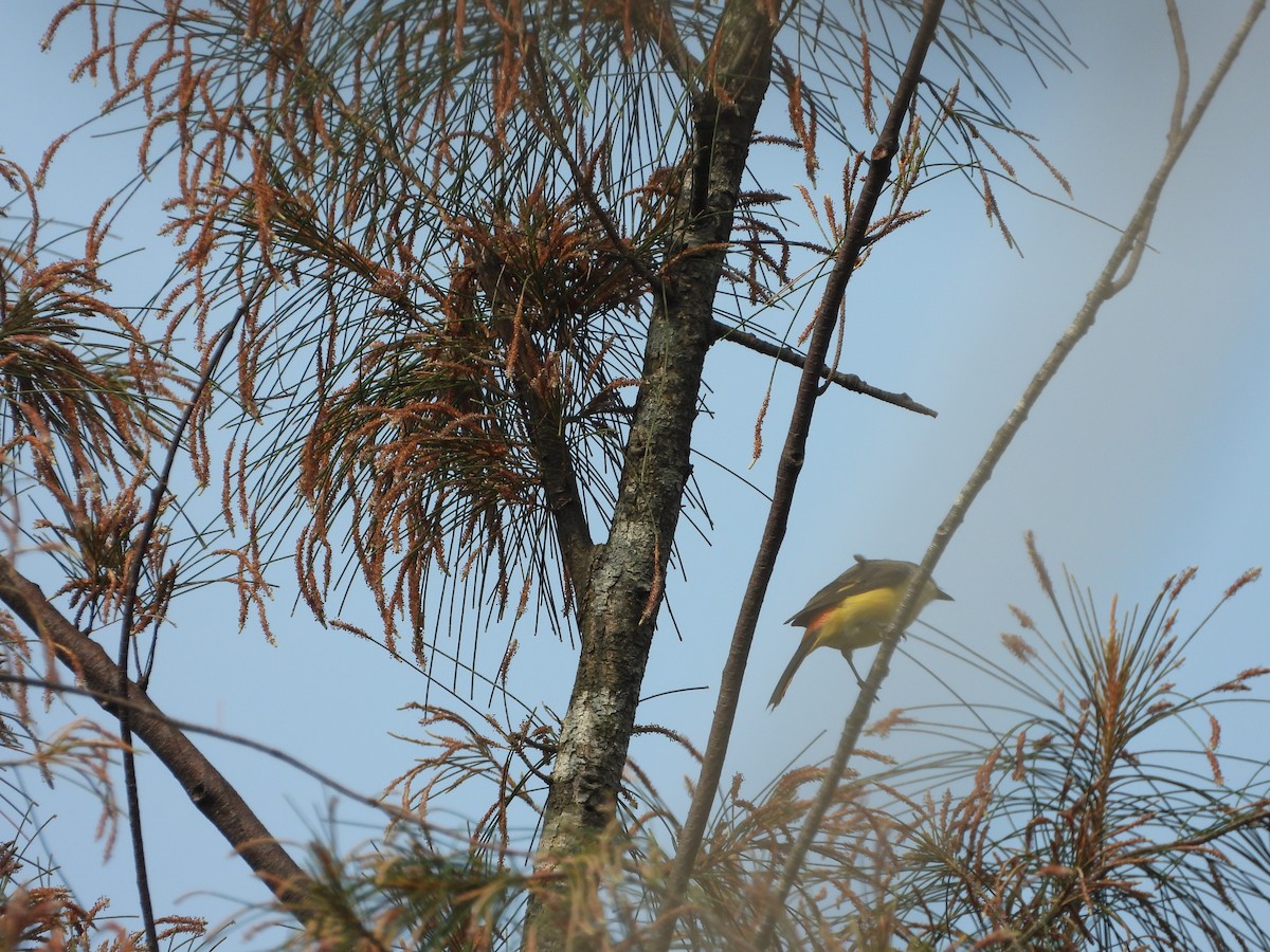 Small Minivet - ML650567001