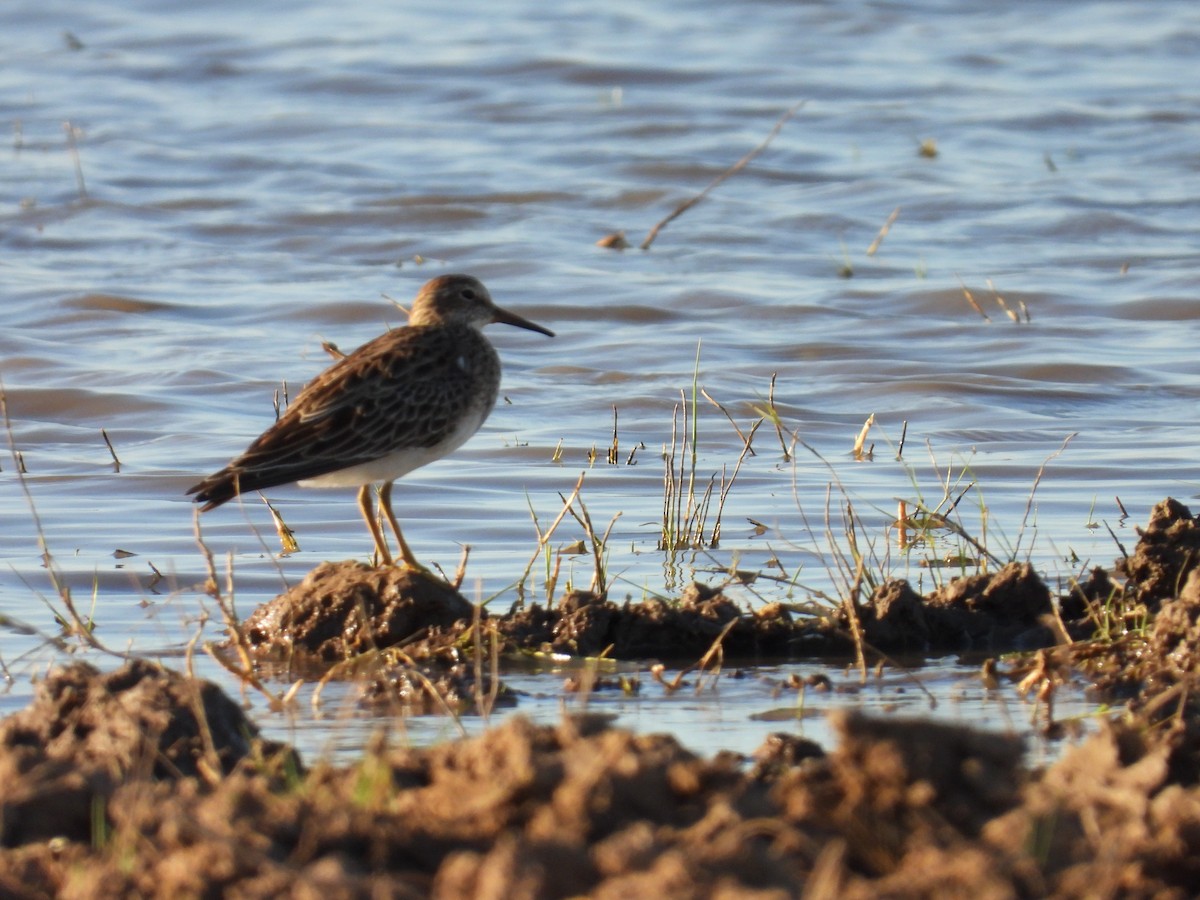 Txirri pektorala - ML650567004