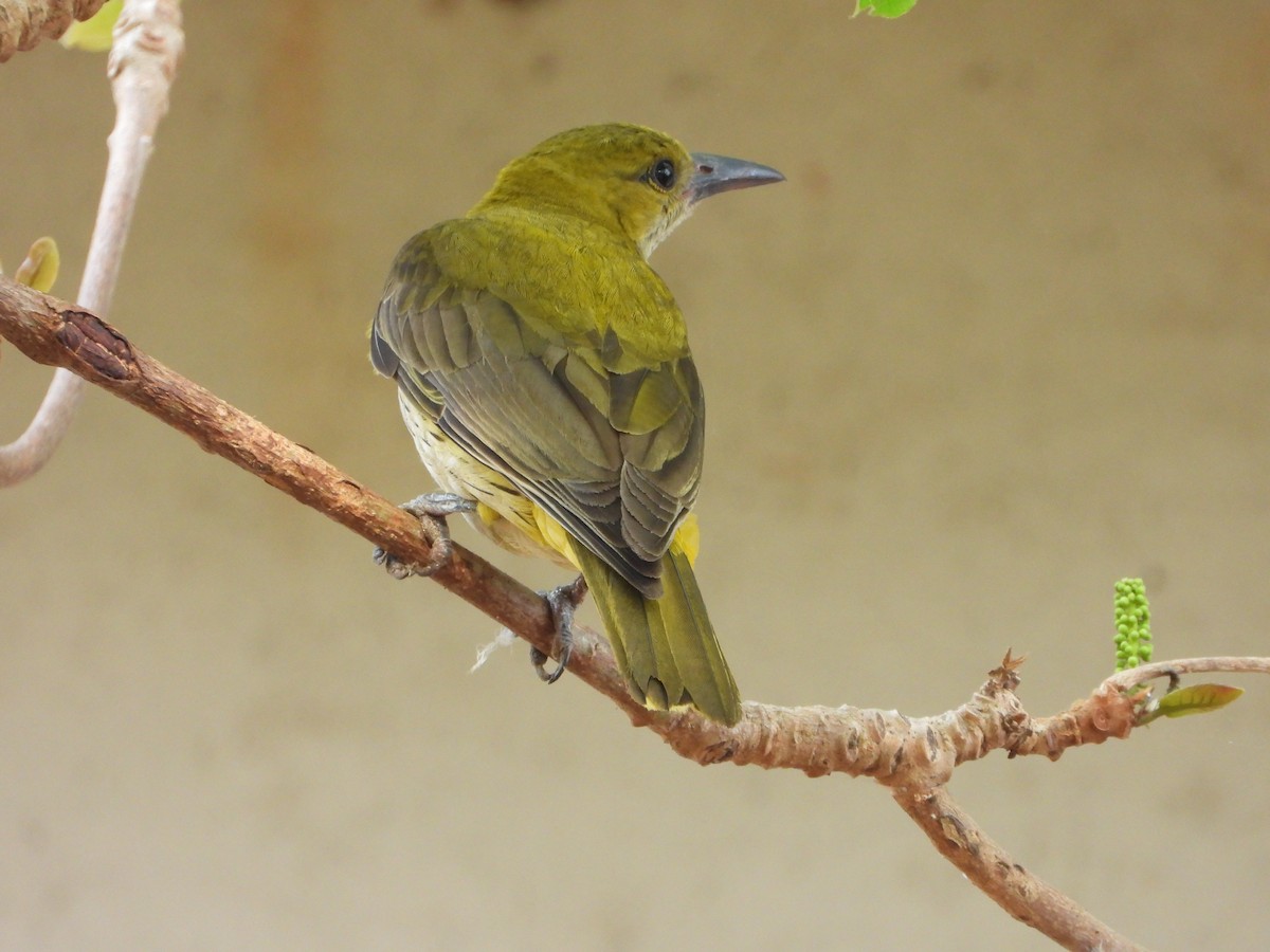 Indian Golden Oriole - ML650567018