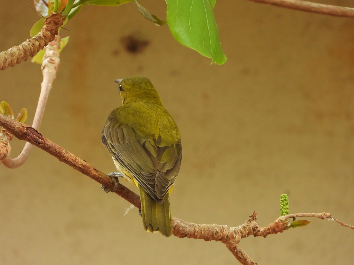 Indian Golden Oriole - ML650567019