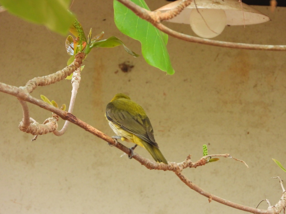 Indian Golden Oriole - ML650567020