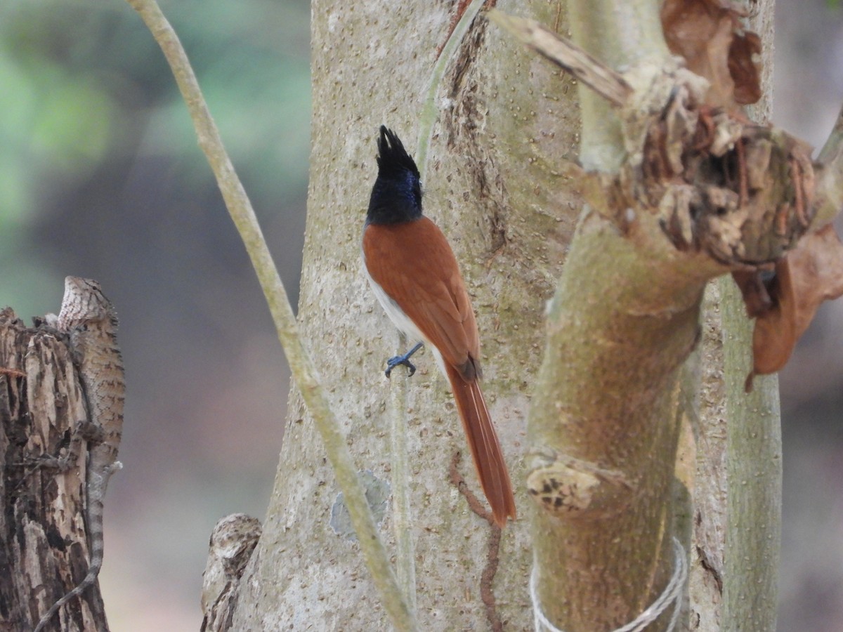 Indian Paradise-Flycatcher - ML650567045