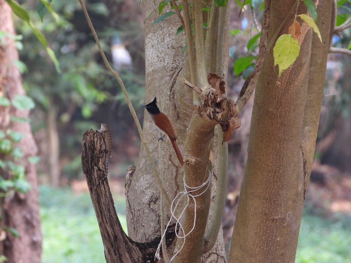 Indian Paradise-Flycatcher - ML650567046