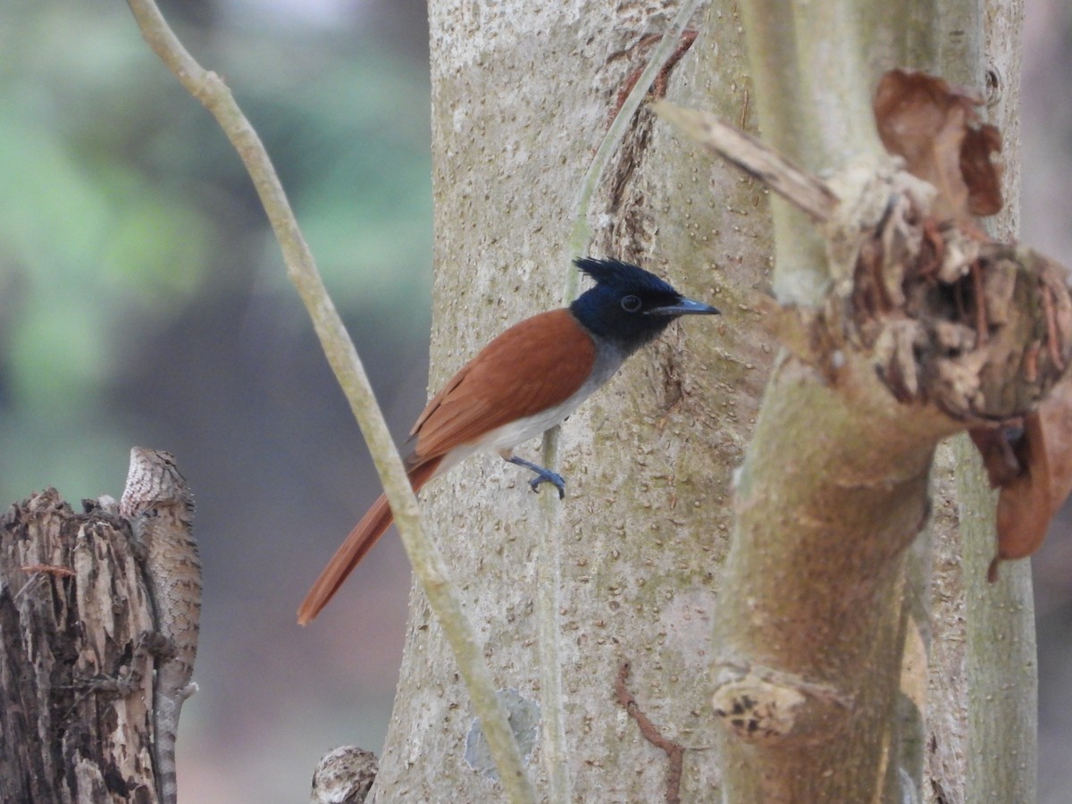 Indian Paradise-Flycatcher - ML650567047