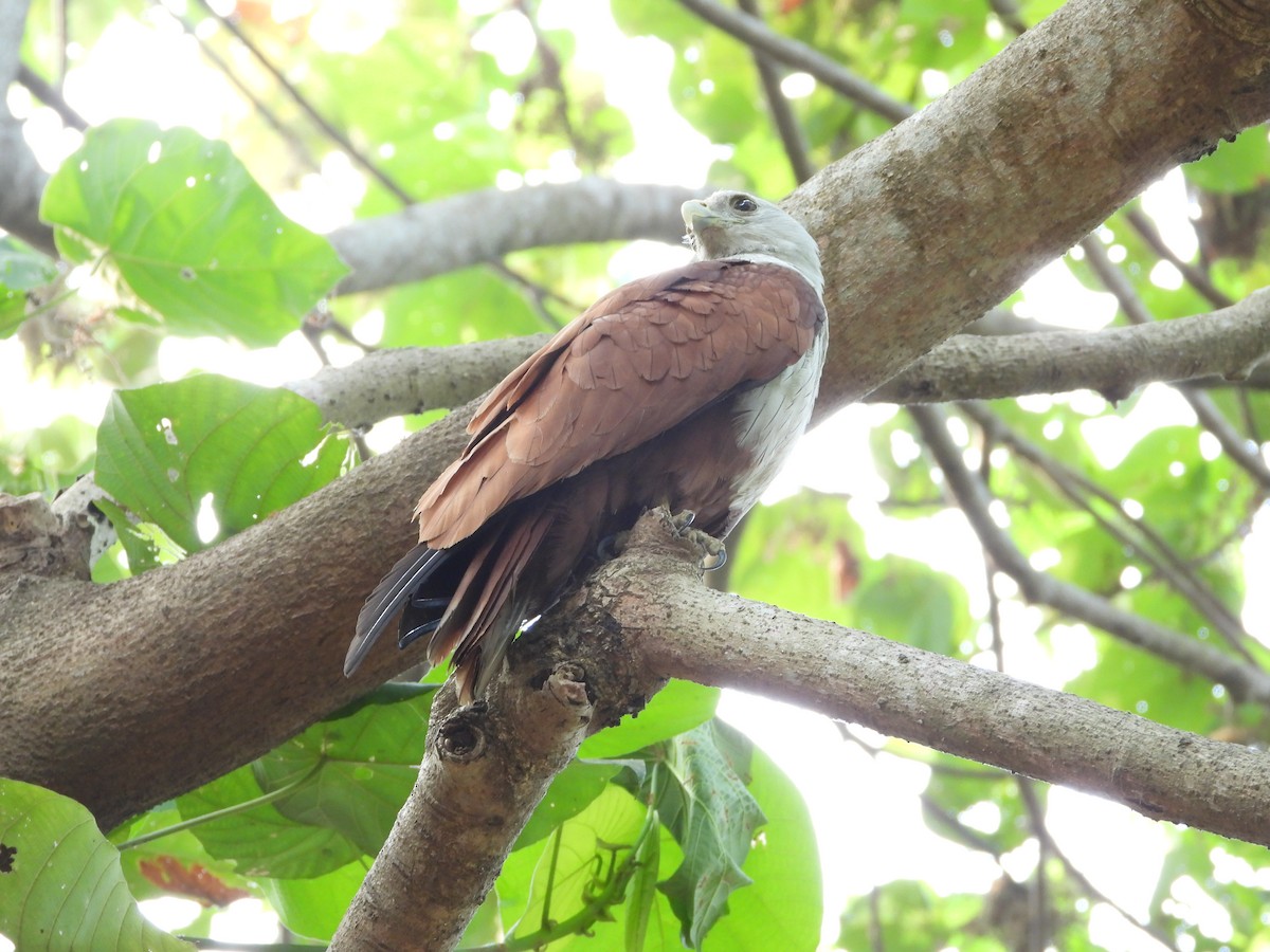 Brahminy Kite - ML650567074