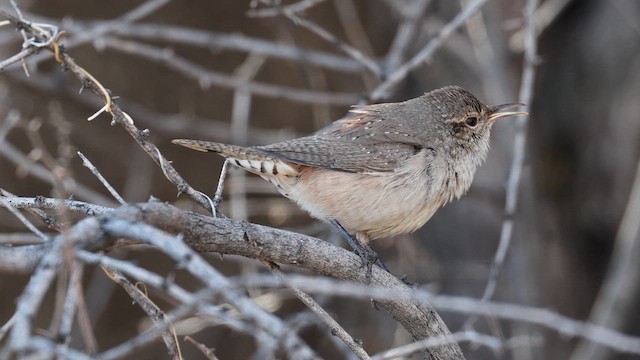Rock Wren - ML650567094