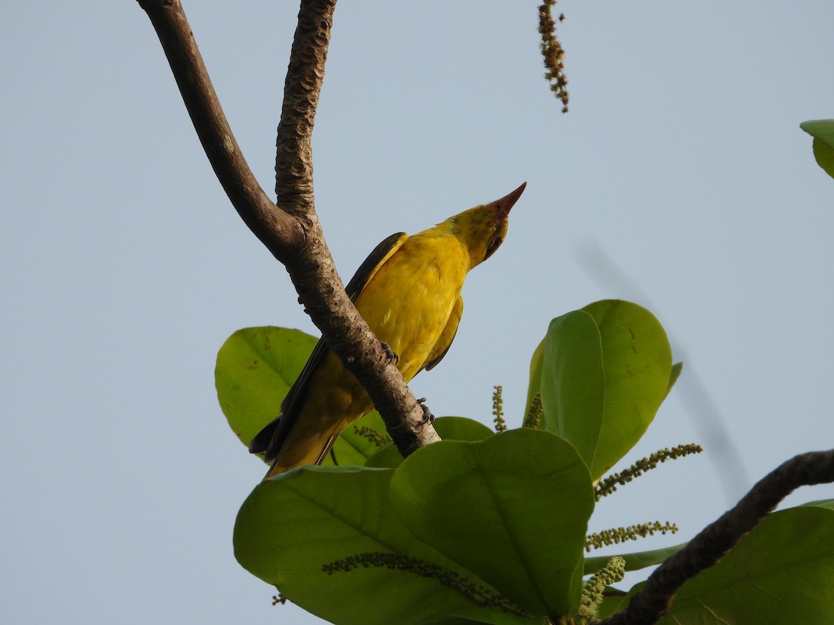 Indian Golden Oriole - ML650567101