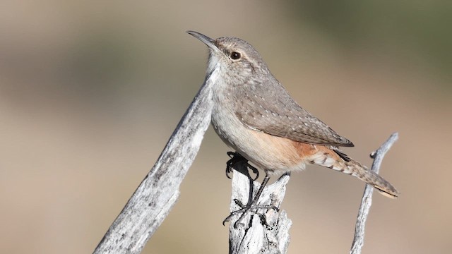 Rock Wren - ML650567107
