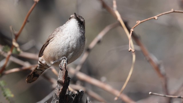 Rock Wren - ML650567117