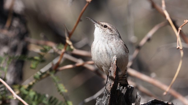 Rock Wren - ML650567118