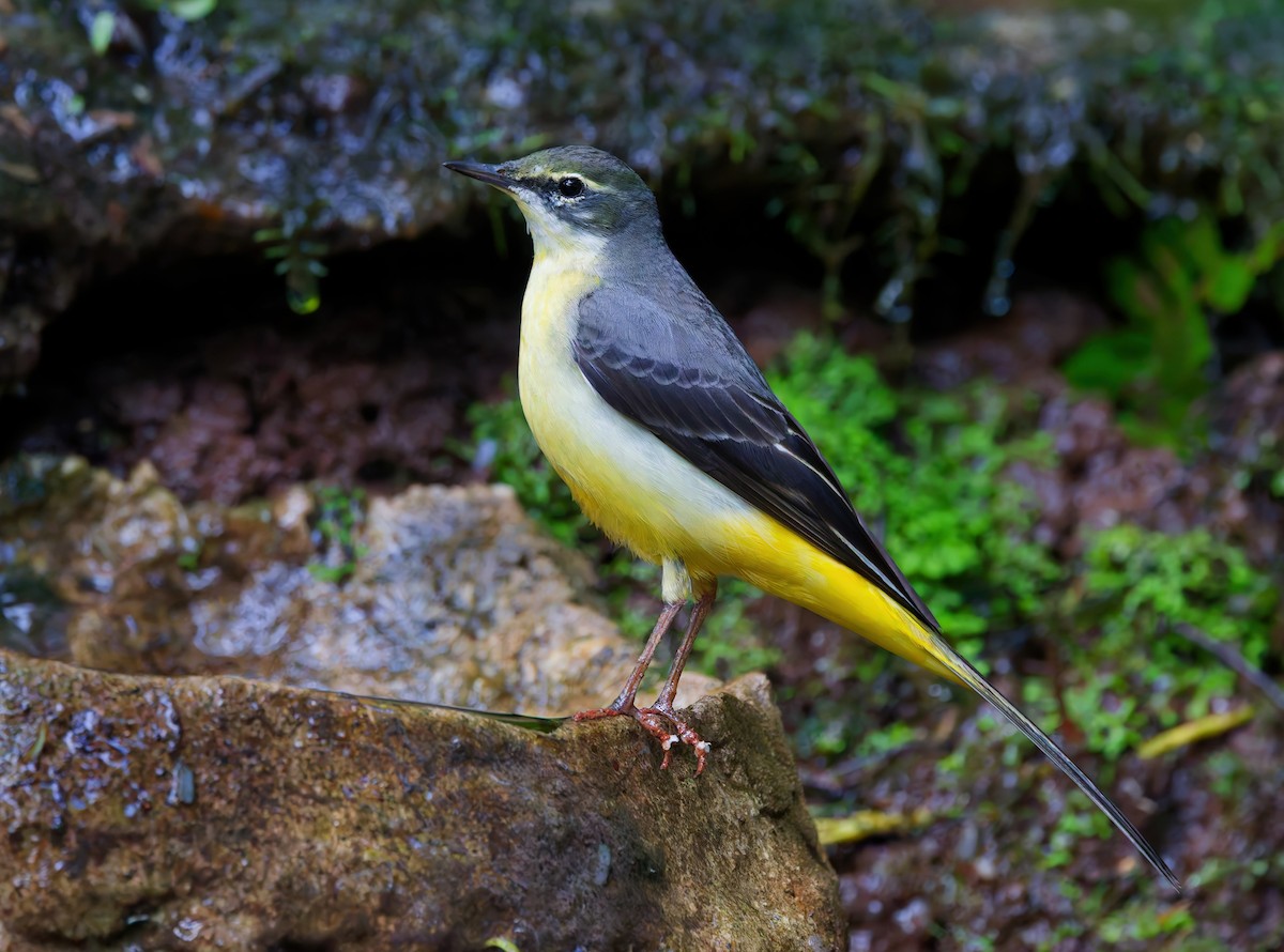 灰鶺鴒 - ML650567189