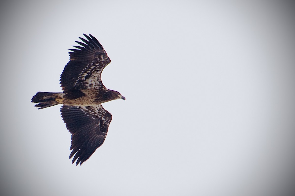 Bald Eagle - ML650567295