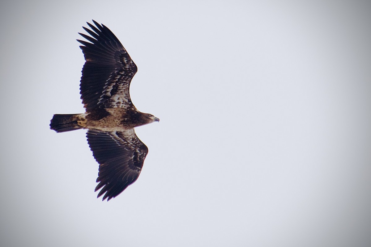 Bald Eagle - ML650567296