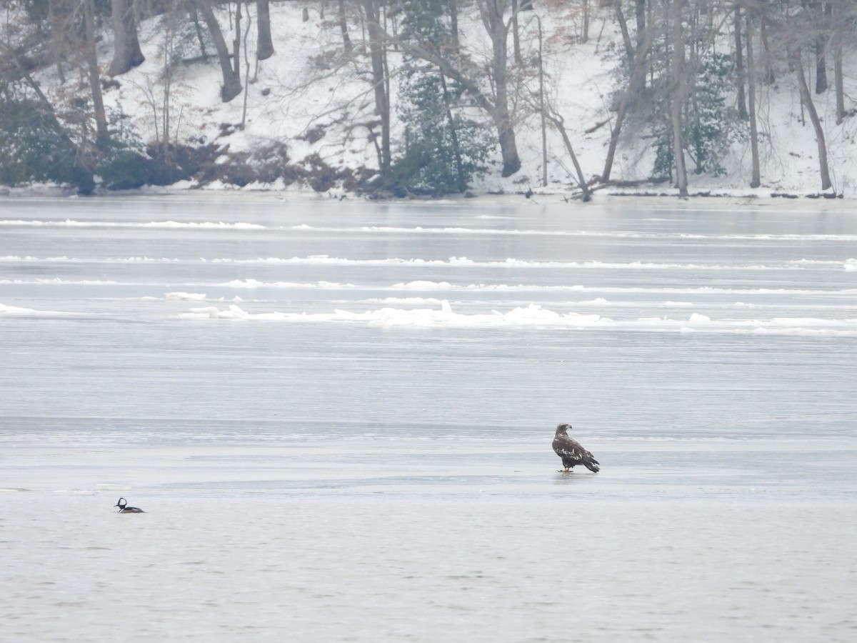 Bald Eagle - ML650567344
