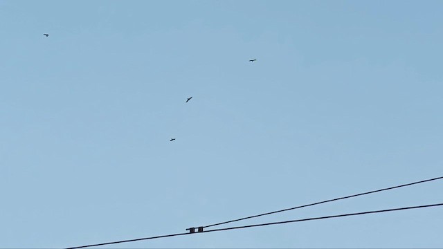 Black Kite - ML650567528