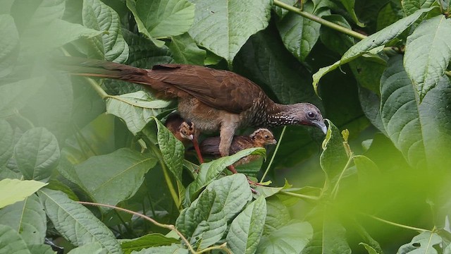 Speckled Chachalaca - ML650567639