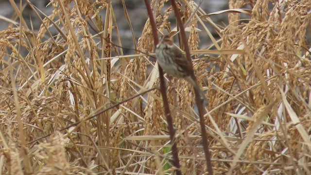 Little Bunting - ML650567660