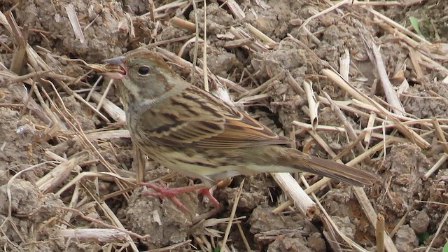 Black-faced Bunting - ML650567670