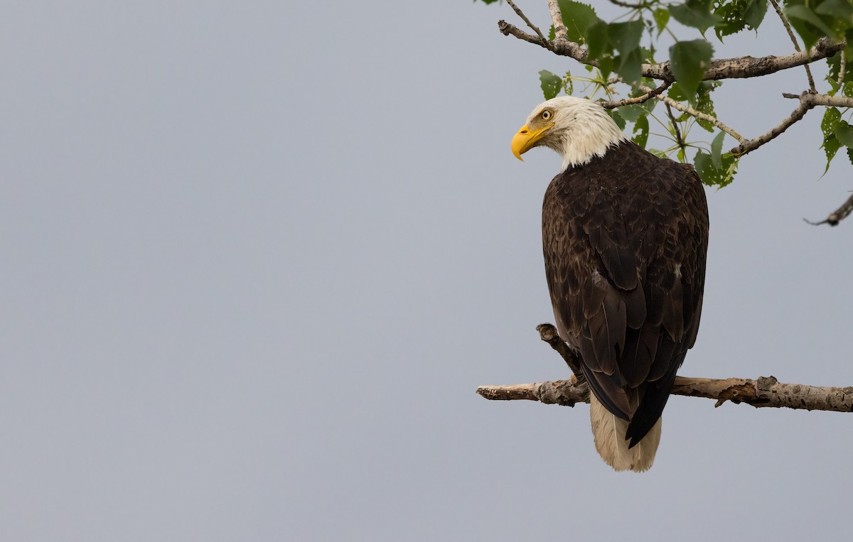 Bald Eagle - ML650567730