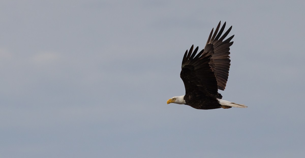 Bald Eagle - ML650567742
