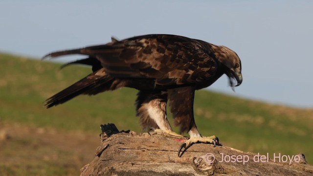 Golden Eagle - ML650567790