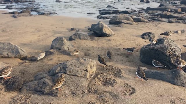 Ruddy Turnstone - ML650567828