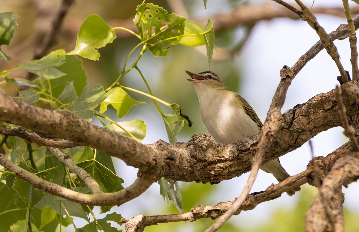 Red-eyed Vireo - ML650567868