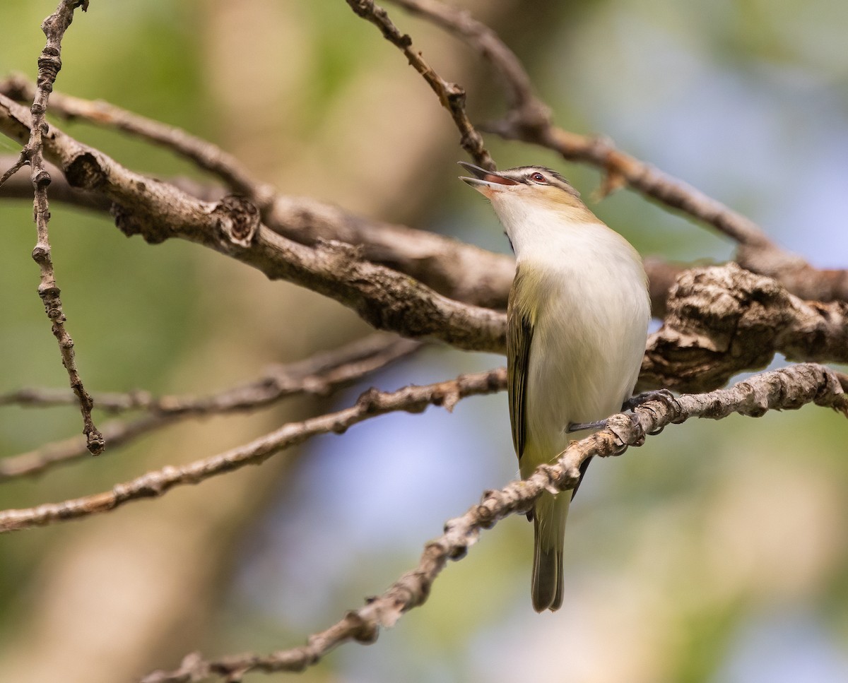 Red-eyed Vireo - ML650567869