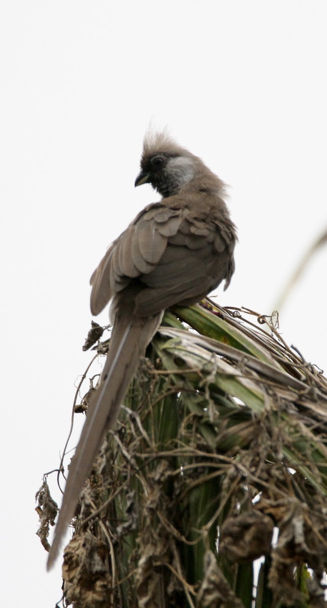 Бурокрылая птица-мышь - ML650567897