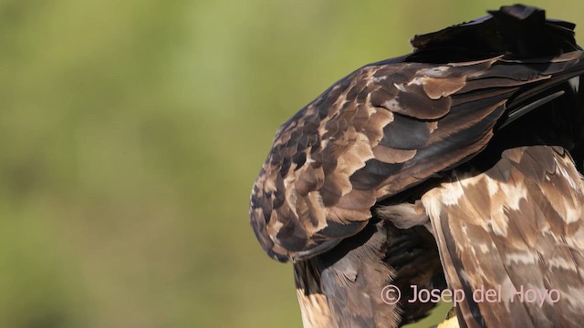 Golden Eagle - ML650568054