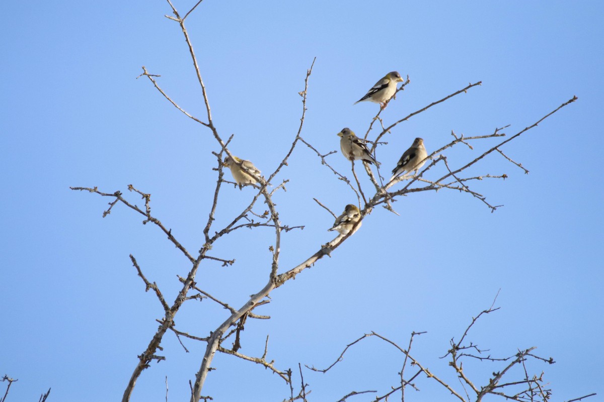 Evening Grosbeak - ML650568142