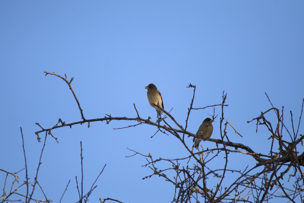 Evening Grosbeak - ML650568143