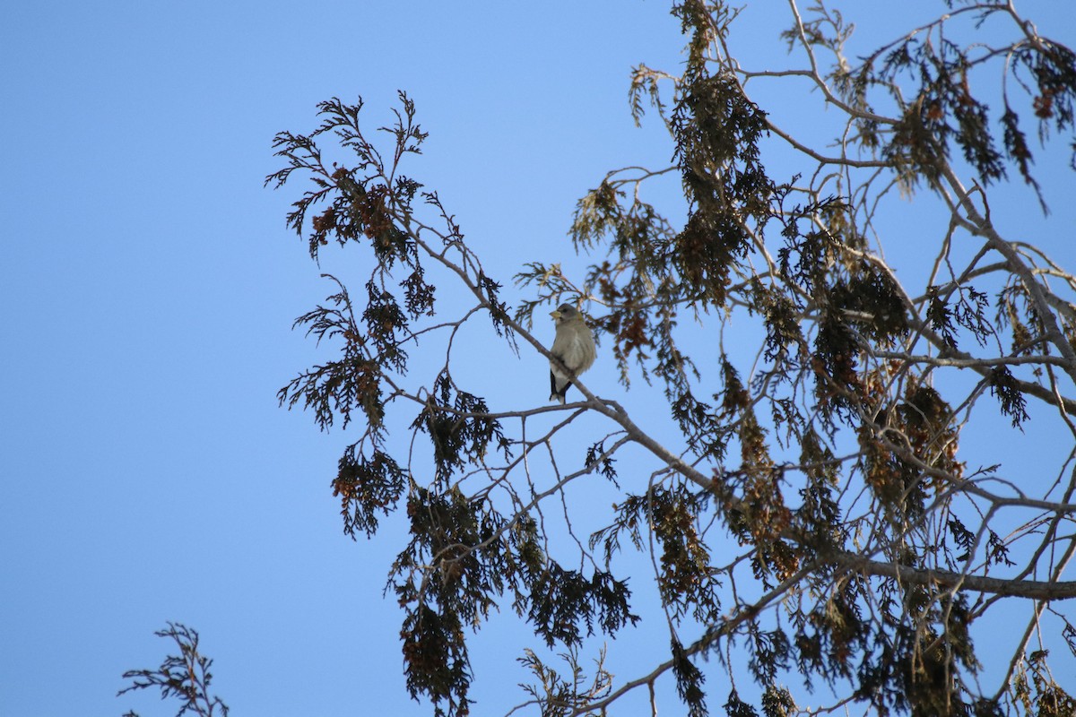 Evening Grosbeak - ML650568144