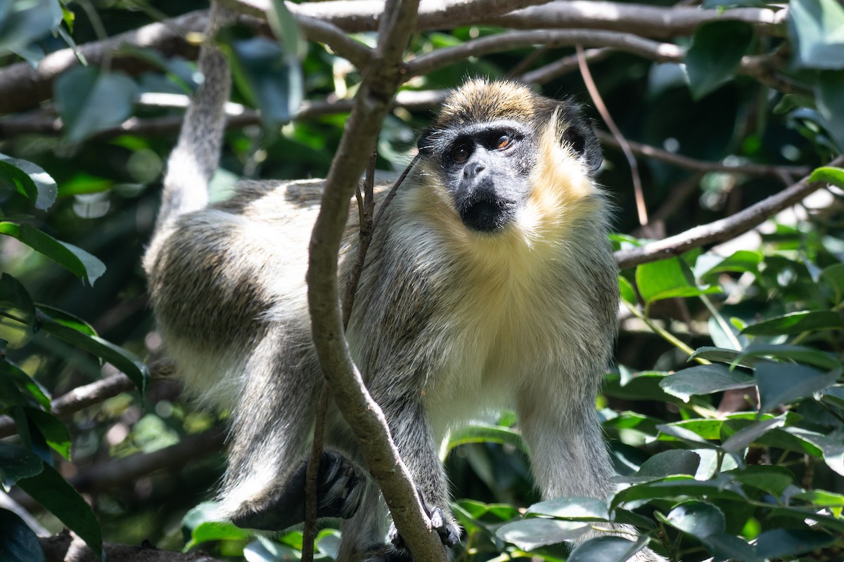 Animals - ML650568258