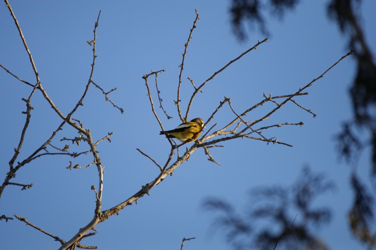 Evening Grosbeak - ML650568396
