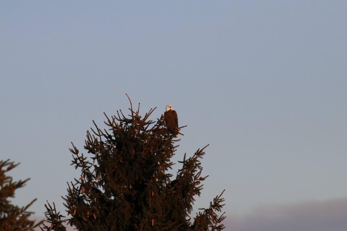 Weißkopf-Seeadler - ML650568425