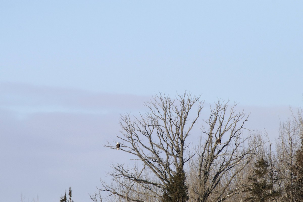 Weißkopf-Seeadler - ML650568476