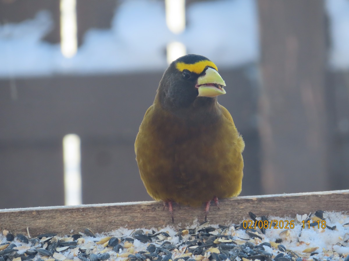 Evening Grosbeak - ML650568611