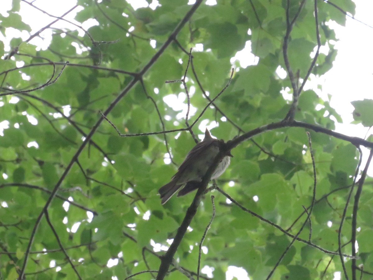 Acadian Flycatcher - ML650568791