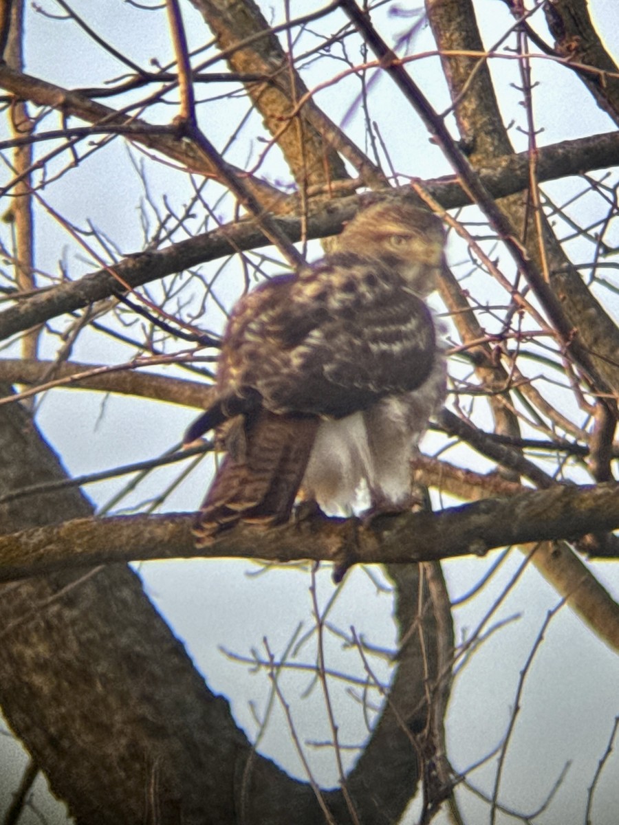 Poiana codarossa - ML650568917