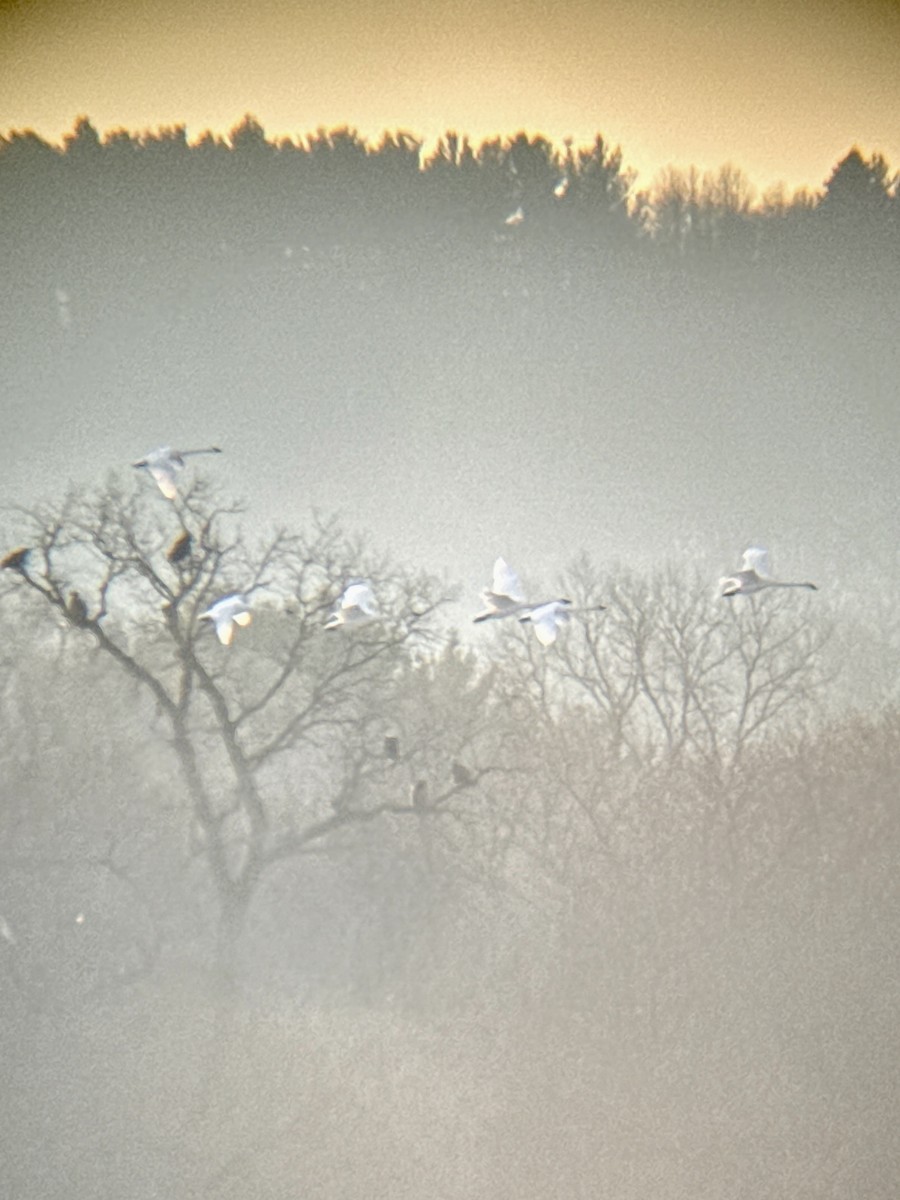 Trumpeter Swan - ML650568926