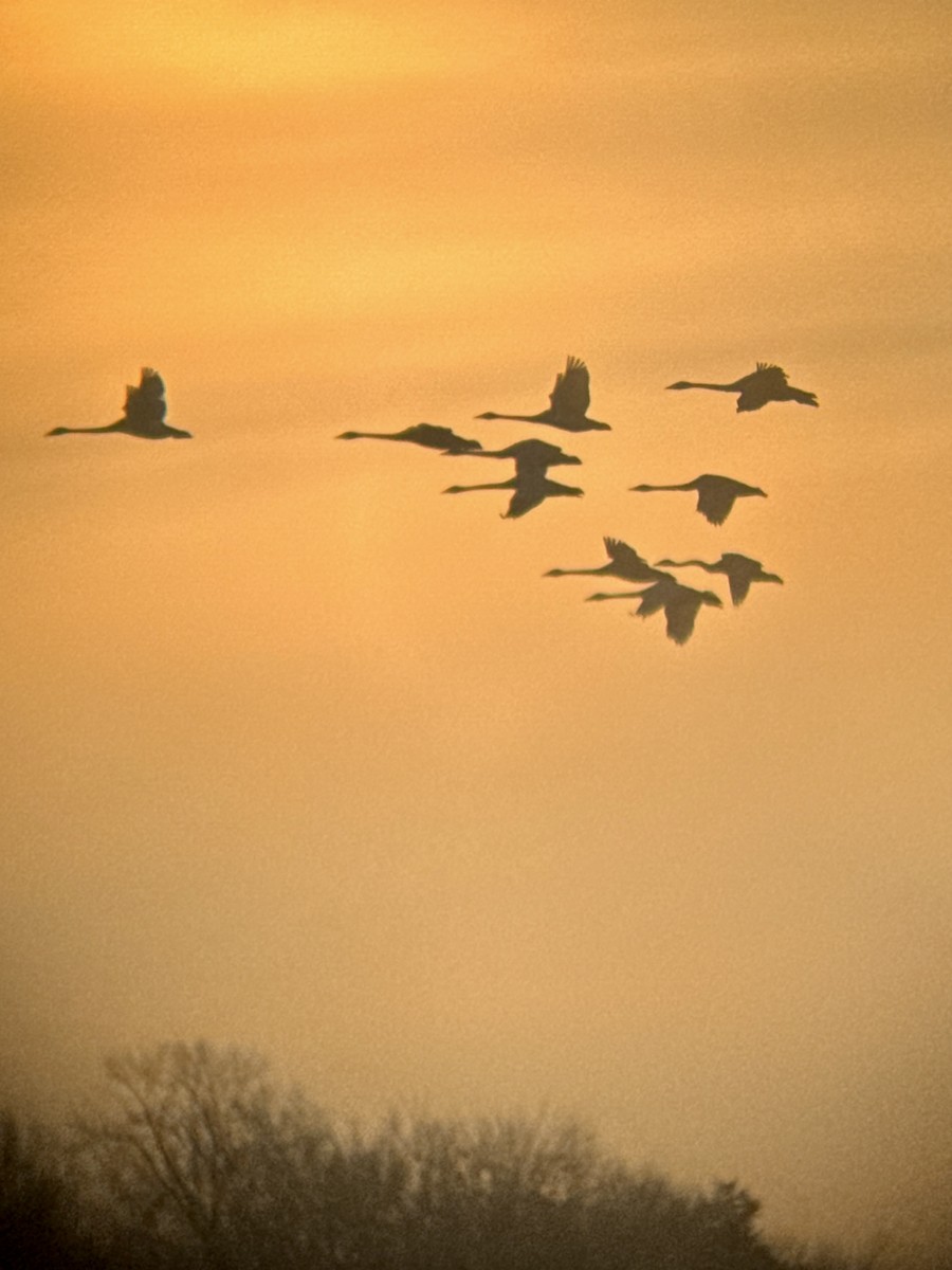 Trumpeter Swan - ML650568927